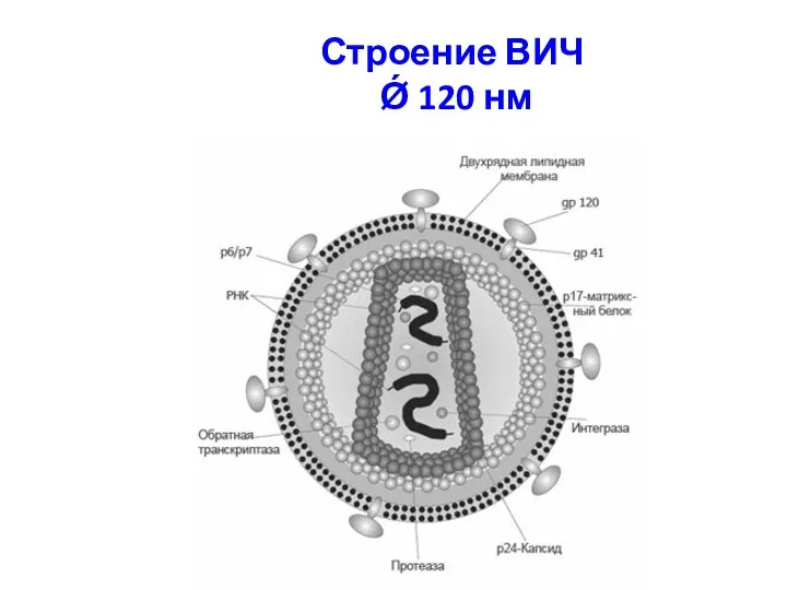 Строение ВИЧ Ǿ 120 нм