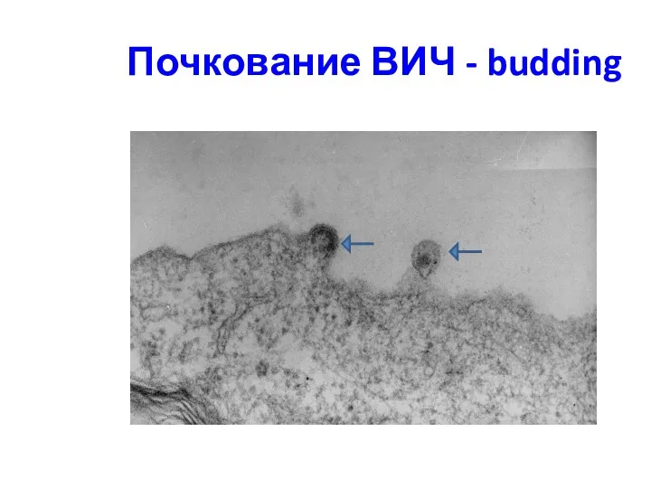 Почкование ВИЧ - budding