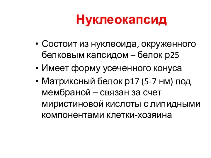 Нуклеокапсид Состоит из нуклеоида, окруженного белковым капсидом – белок р25