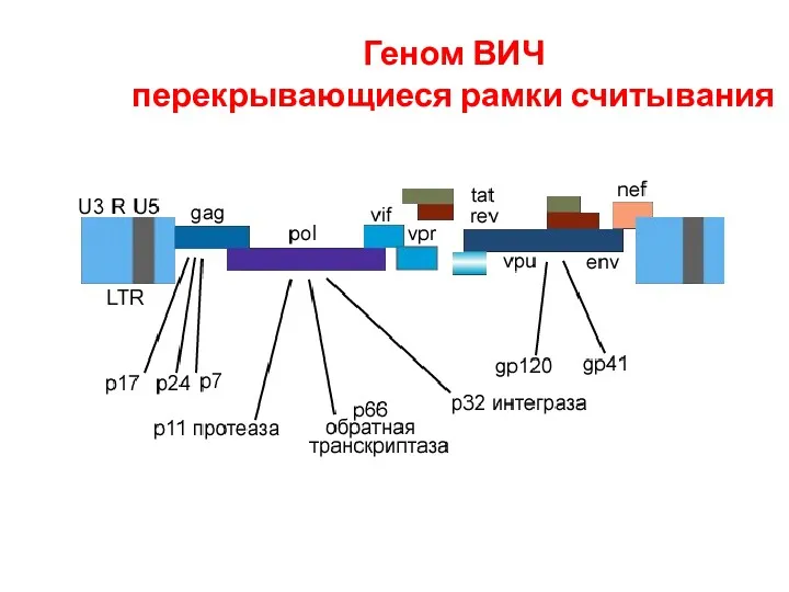 Геном ВИЧ перекрывающиеся рамки считывания