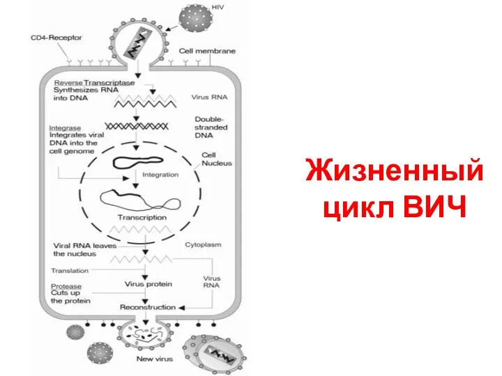 Жизненный цикл ВИЧ