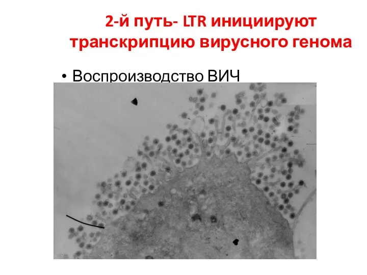 2-й путь- LTR инициируют транскрипцию вирусного генома Воспроизводство ВИЧ