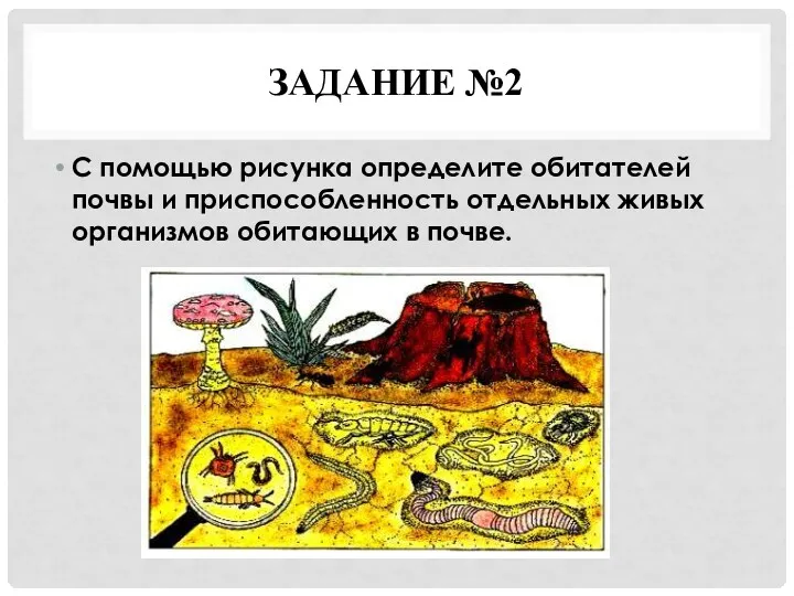 ЗАДАНИЕ №2 С помощью рисунка определите обитателей почвы и приспособленность отдельных живых организмов обитающих в почве.