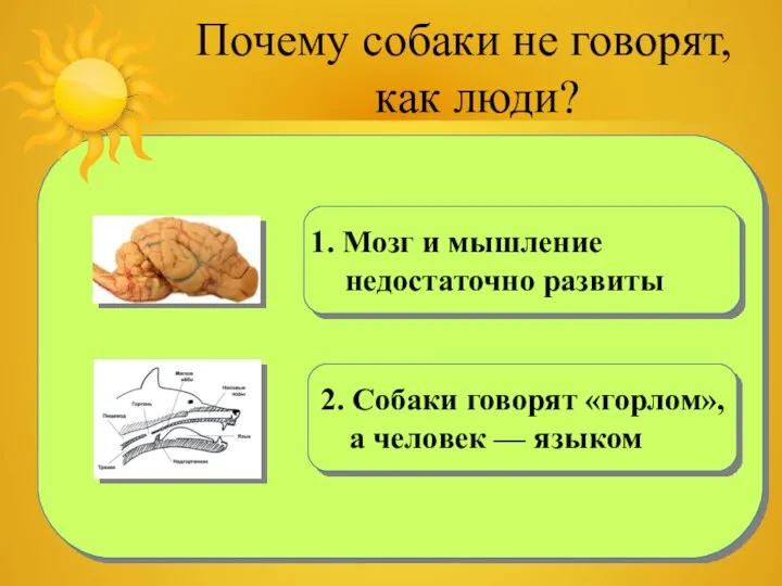 Почему собаки не говорят, как люди? 1. Мозг и мышление