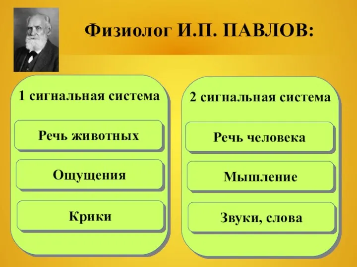 Физиолог И.П. ПАВЛОВ: 1 сигнальная система Ощущения Речь животных Крики