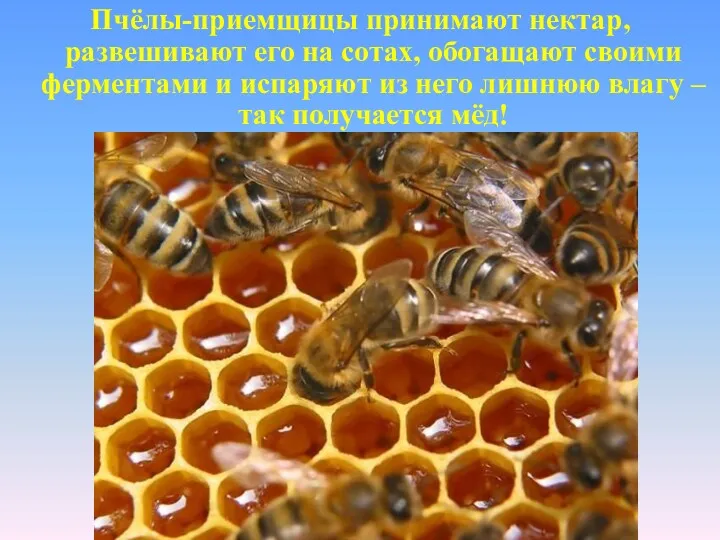 Пчёлы-приемщицы принимают нектар, развешивают его на сотах, обогащают своими ферментами