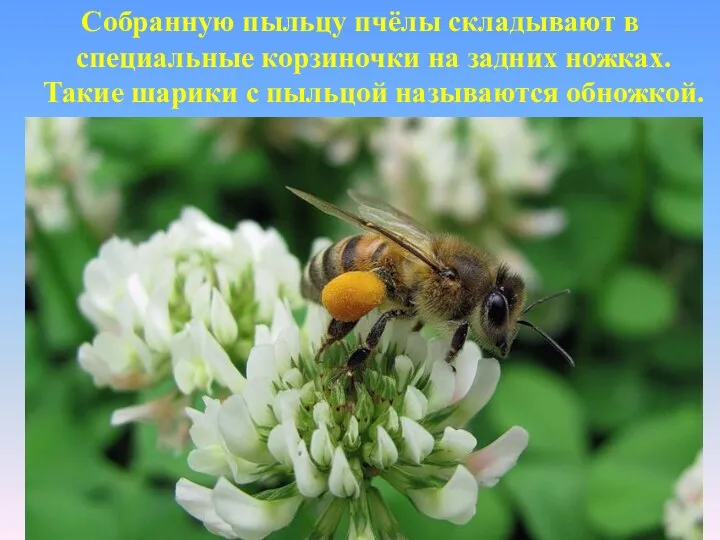 Собранную пыльцу пчёлы складывают в специальные корзиночки на задних ножках. Такие шарики с пыльцой называются обножкой.