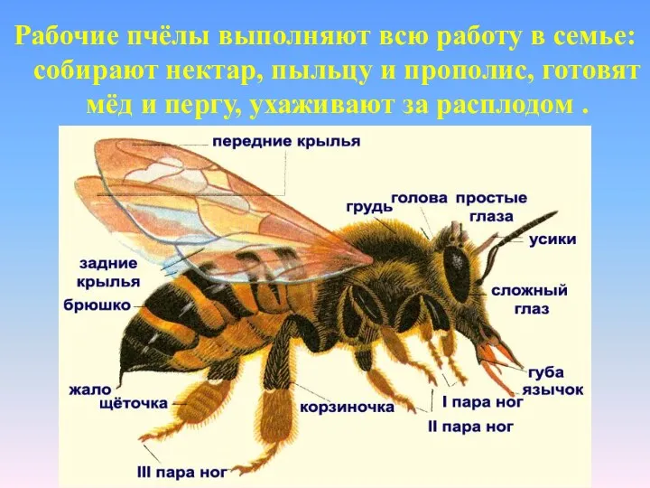 Рабочие пчёлы выполняют всю работу в семье: собирают нектар, пыльцу