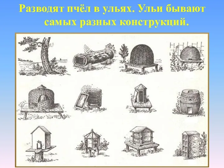 Разводят пчёл в ульях. Ульи бывают самых разных конструкций.