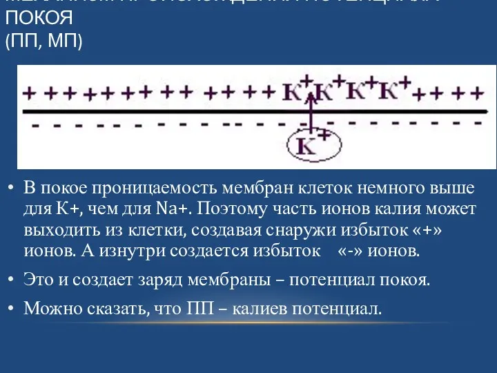 МЕХАНИЗМ ПРОИСХОЖДЕНИЯ ПОТЕНЦИАЛА ПОКОЯ (ПП, МП) В покое проницаемость мембран