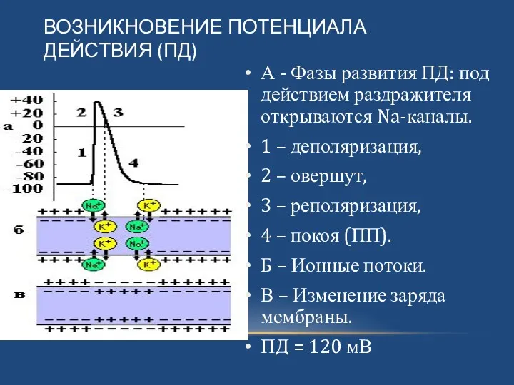 ВОЗНИКНОВЕНИЕ ПОТЕНЦИАЛА ДЕЙСТВИЯ (ПД) А - Фазы развития ПД: под