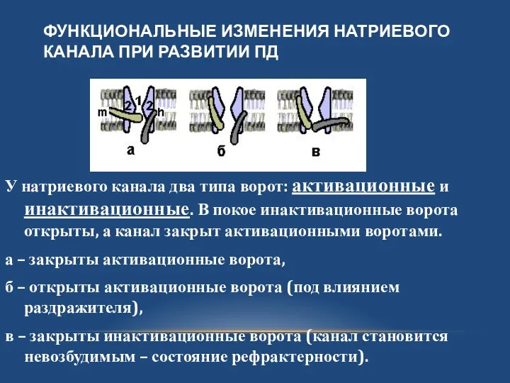 ФУНКЦИОНАЛЬНЫЕ ИЗМЕНЕНИЯ НАТРИЕВОГО КАНАЛА ПРИ РАЗВИТИИ ПД У натриевого канала