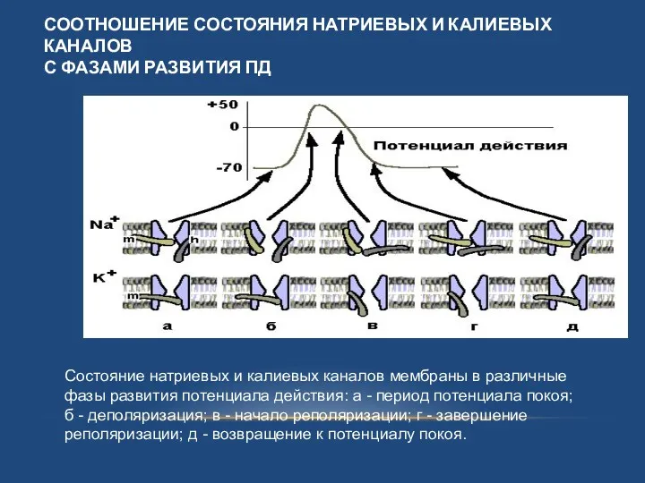 СООТНОШЕНИЕ СОСТОЯНИЯ НАТРИЕВЫХ И КАЛИЕВЫХ КАНАЛОВ С ФАЗАМИ РАЗВИТИЯ ПД