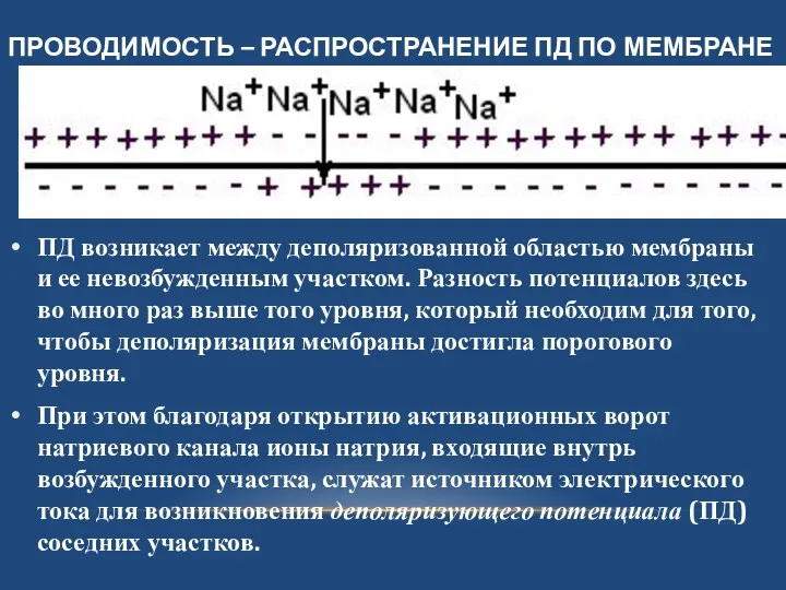 ПРОВОДИМОСТЬ – РАСПРОСТРАНЕНИЕ ПД ПО МЕМБРАНЕ ПД возникает между деполяризованной