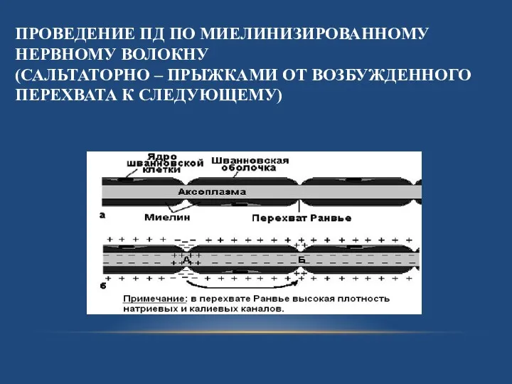 ПРОВЕДЕНИЕ ПД ПО МИЕЛИНИЗИРОВАННОМУ НЕРВНОМУ ВОЛОКНУ (САЛЬТАТОРНО – ПРЫЖКАМИ ОТ ВОЗБУЖДЕННОГО ПЕРЕХВАТА К СЛЕДУЮЩЕМУ)