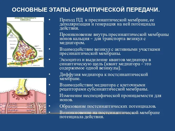 ОСНОВНЫЕ ЭТАПЫ СИНАПТИЧЕСКОЙ ПЕРЕДАЧИ. Приход ПД к пресинаптической мембране, ее