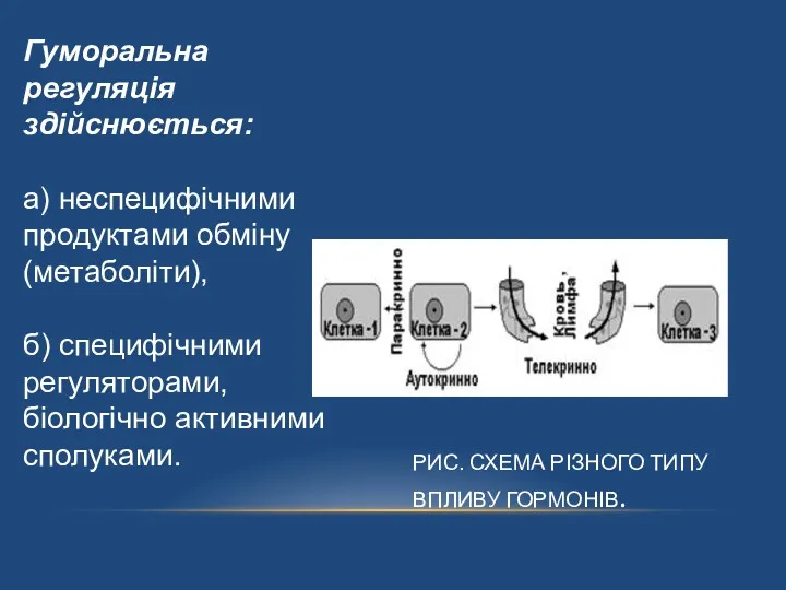 РИС. СХЕМА РІЗНОГО ТИПУ ВПЛИВУ ГОРМОНІВ. Гуморальна регуляція здійснюється: а)