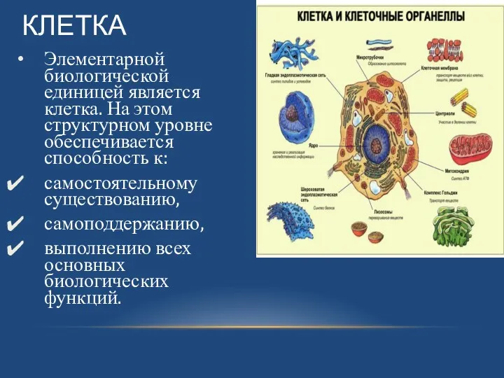 КЛЕТКА Элементарной биологической единицей является клетка. На этом структурном уровне