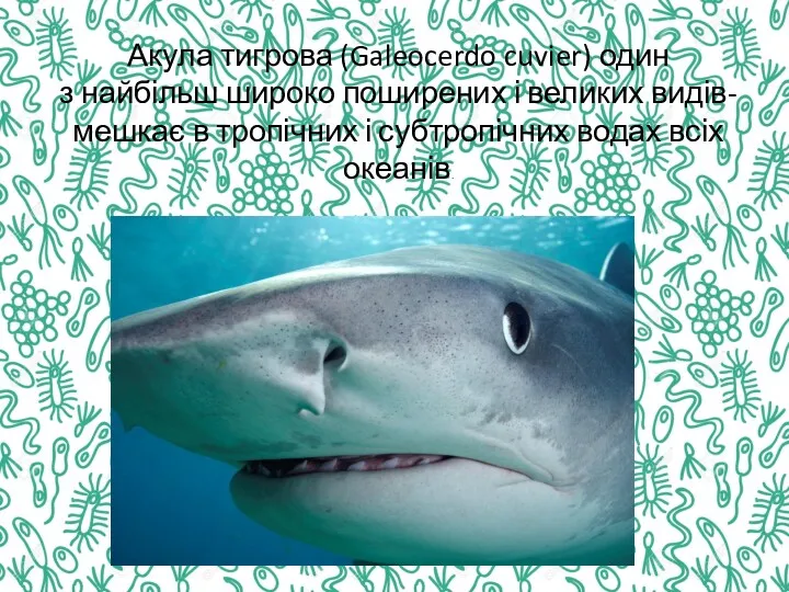 Акула тигрова (Galeocerdo cuvier) один з найбільш широко поширених і великих видів-мешкає в