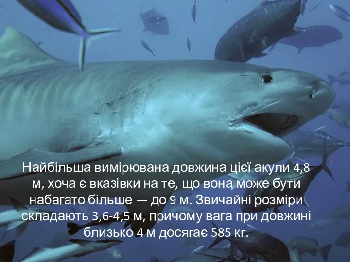 Найбільша вимірювана довжина цієї акули 4,8 м, хоча є вказівки на те, що