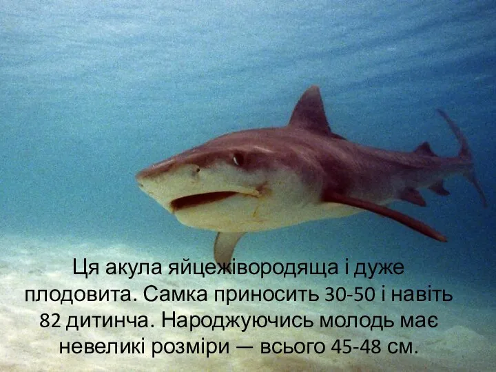 Ця акула яйцежівородяща і дуже плодовита. Самка приносить 30-50 і навіть 82 дитинча.