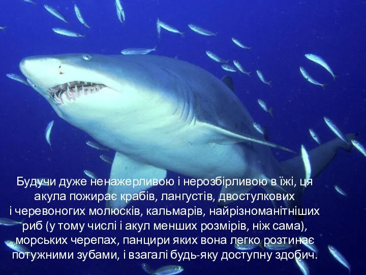 Будучи дуже ненажерливою і нерозбірливою в їжі, ця акула пожирає крабів, лангустів, двостулкових