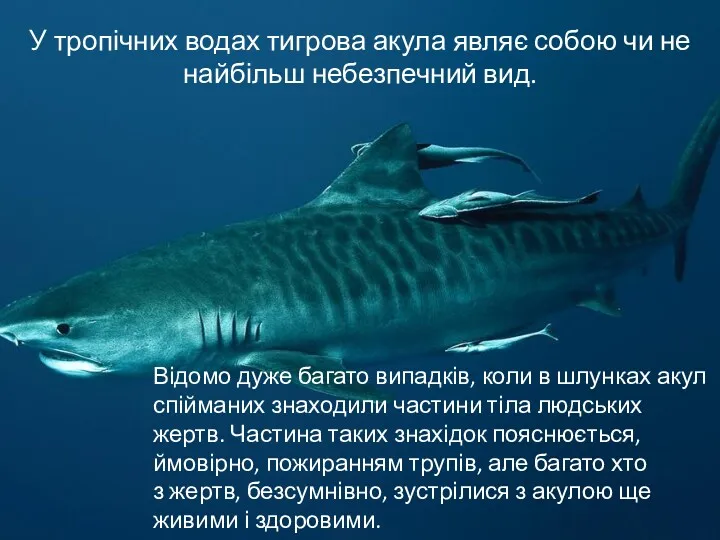 У тропічних водах тигрова акула являє собою чи не найбільш небезпечний вид. Відомо