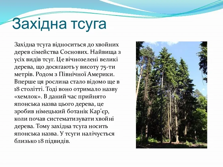 Західна тсуга Західна тсуга відноситься до хвойних дерев сімейства Соснових.