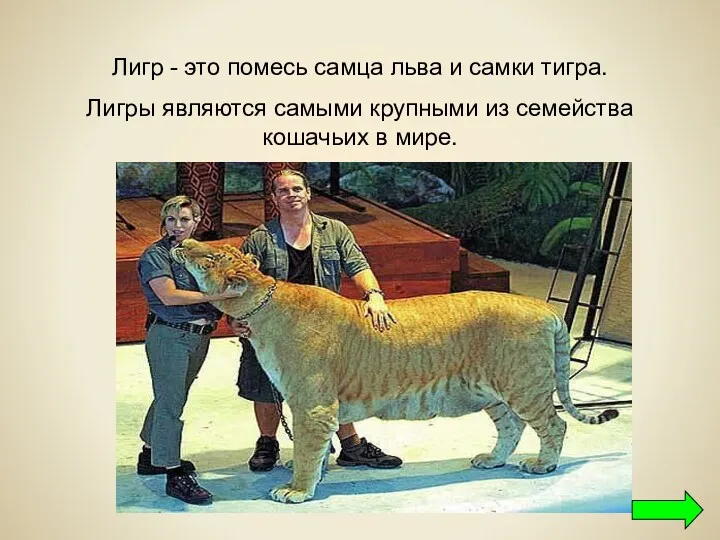 Лигр - это помесь самца льва и самки тигра. Лигры