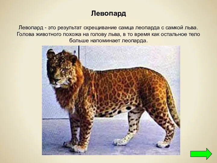 Левопард Левопард - это результат скрещивание самца леопарда с самкой