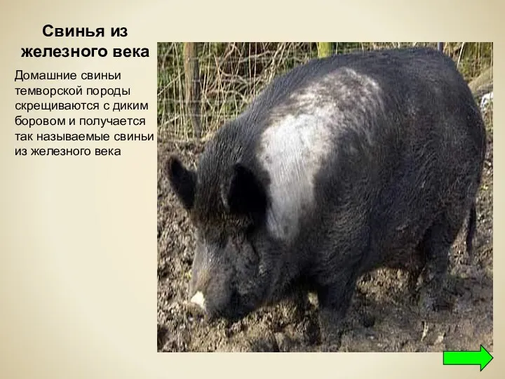 Свинья из железного века Домашние свиньи темворской породы скрещиваются с