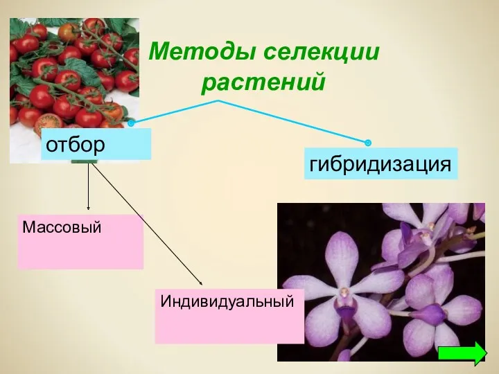 гибридизация Массовый Индивидуальный Методы селекции растений отбор