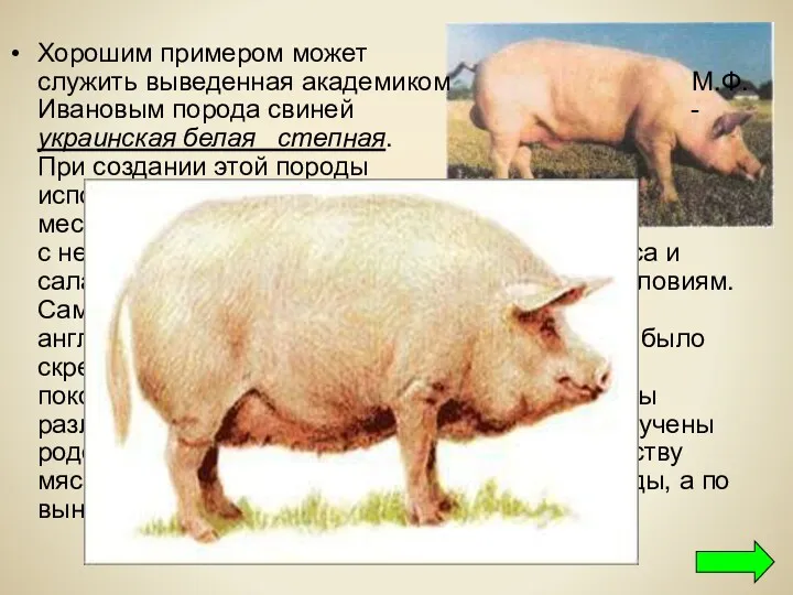 Хорошим примером может служить выведенная академиком М.Ф.Ивановым порода свиней -