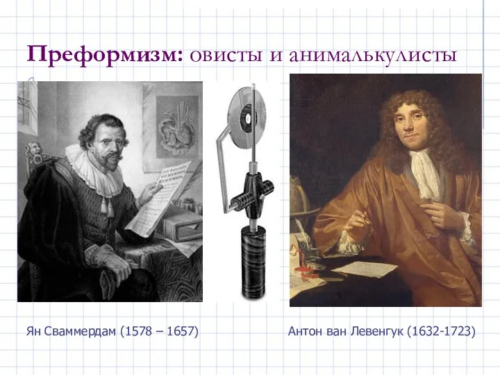 Преформизм: овисты и анималькулисты Ян Сваммердам (1578 – 1657) Антон ван Левенгук (1632-1723)