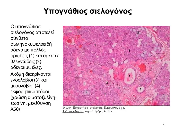 Υπογνάθιος σιελογόνος Ο υπογνάθιος σιελογόνος αποτελεί σύνθετο σωληνοκυψελοειδή αδένα με πολλές ορώδεις (1)