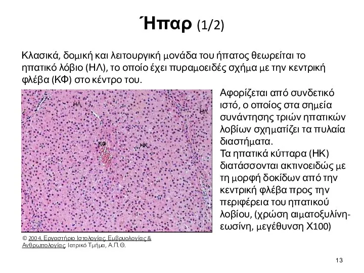 Ήπαρ (1/2) Κλασικά, δομική και λειτουργική μονάδα του ήπατος θεωρείται