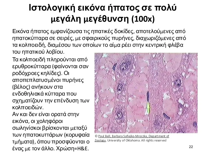 Ιστολογική εικόνα ήπατος σε πολύ μεγάλη μεγέθυνση (100x) Εικόνα ήπατος