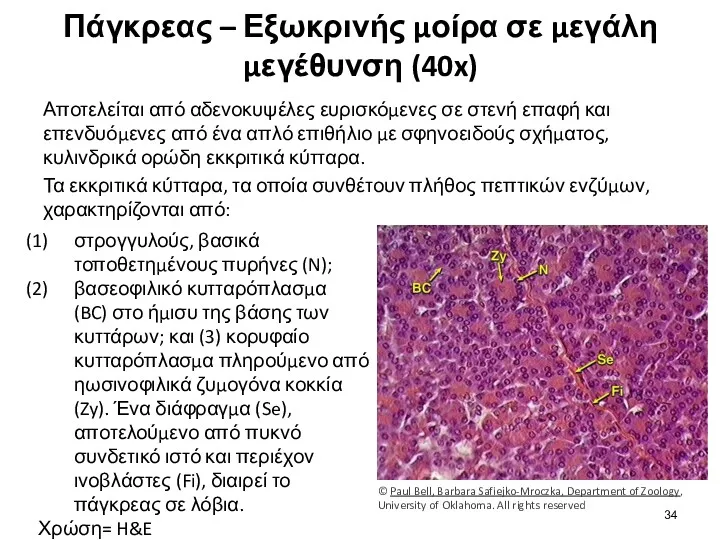 Πάγκρεας – Εξωκρινής μοίρα σε μεγάλη μεγέθυνση (40x) Αποτελείται από