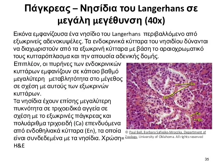 Πάγκρεας – Νησίδια του Langerhans σε μεγάλη μεγέθυνση (40x) Εικόνα