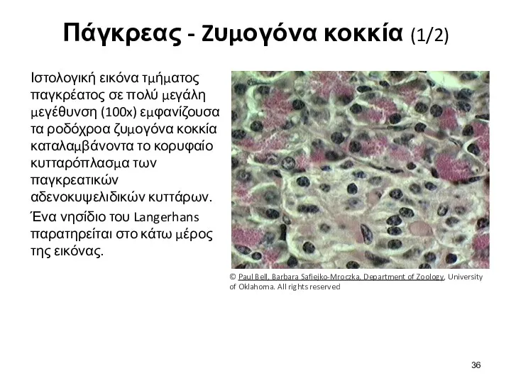 Πάγκρεας - Zυμογόνα κοκκία (1/2) Ιστολογική εικόνα τμήματος παγκρέατος σε