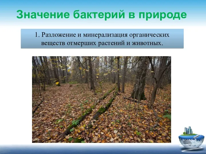 1. Разложение и минерализация органических веществ отмерших растений и животных. Значение бактерий в природе