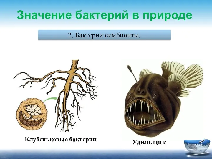 2. Бактерии симбионты. Значение бактерий в природе