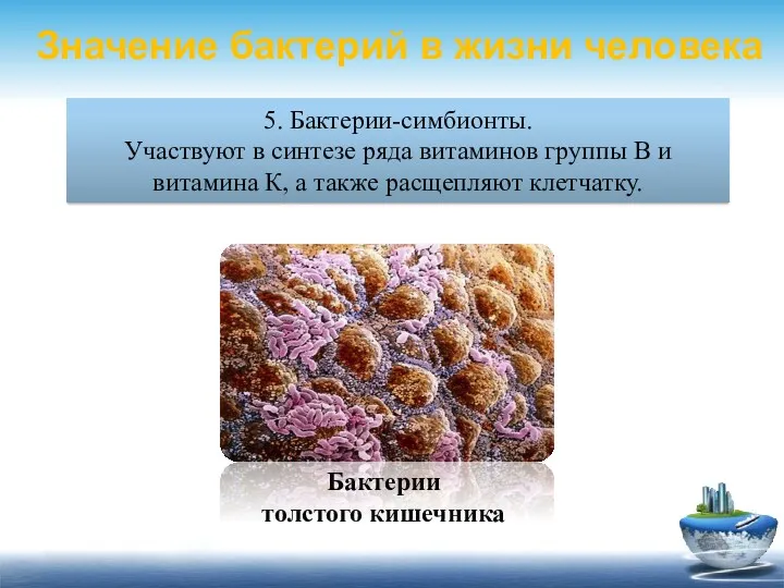 5. Бактерии-симбионты. Участвуют в синтезе ряда витаминов группы В и