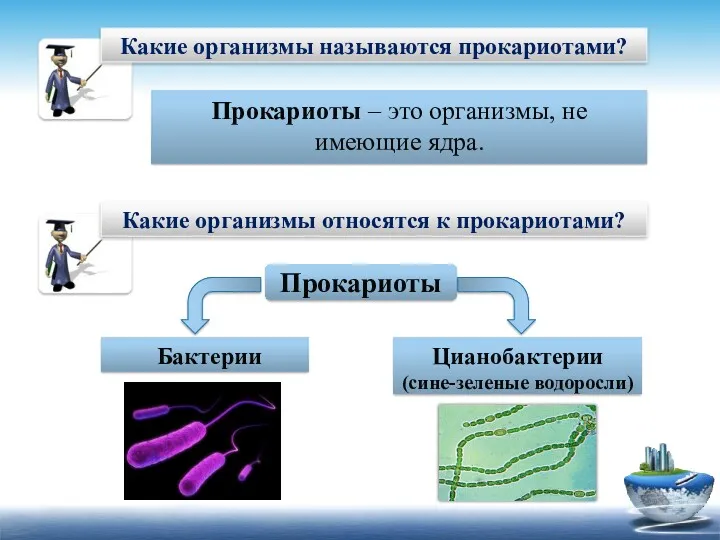 Какие организмы называются прокариотами? Прокариоты – это организмы, не имеющие