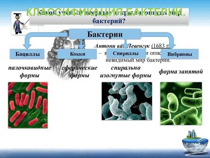 Какой ученый впервые открыл и описал мир бактерий? КЛАССИФИКАЦИЯ БАКТЕРИЙ.