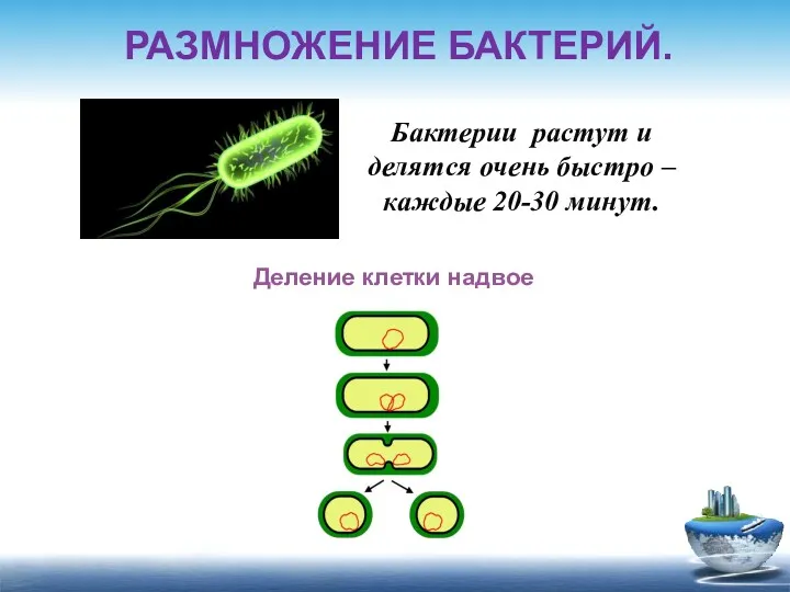 РАЗМНОЖЕНИЕ БАКТЕРИЙ.