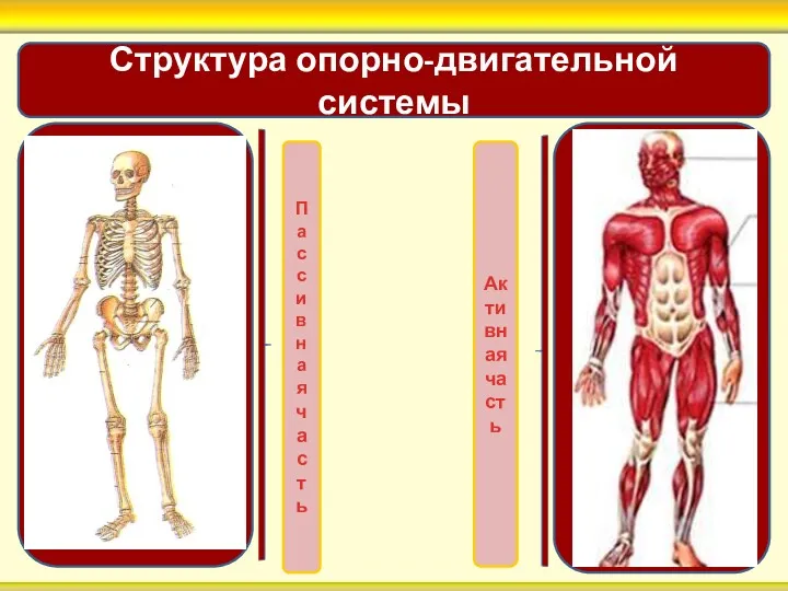 Пассивная часть Структура опорно-двигательной системы Активная часть