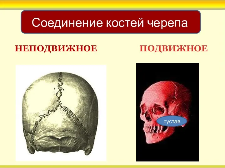 НЕПОДВИЖНОЕ ПОДВИЖНОЕ Соединение костей черепа сустав