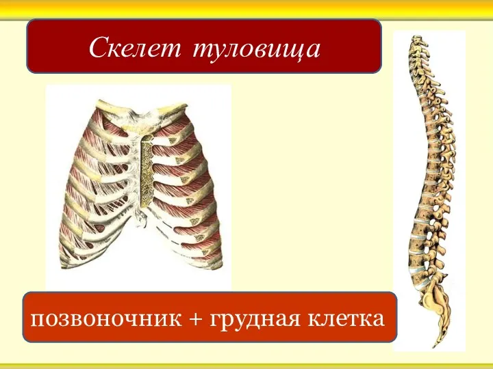 Скелет туловища позвоночник + грудная клетка