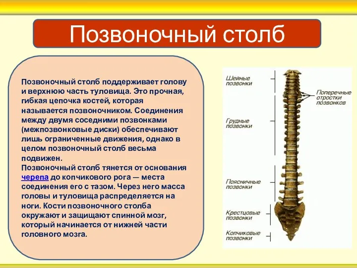 Позвоночный столб Позвоночный столб поддерживает голову и верхнюю часть туловища.